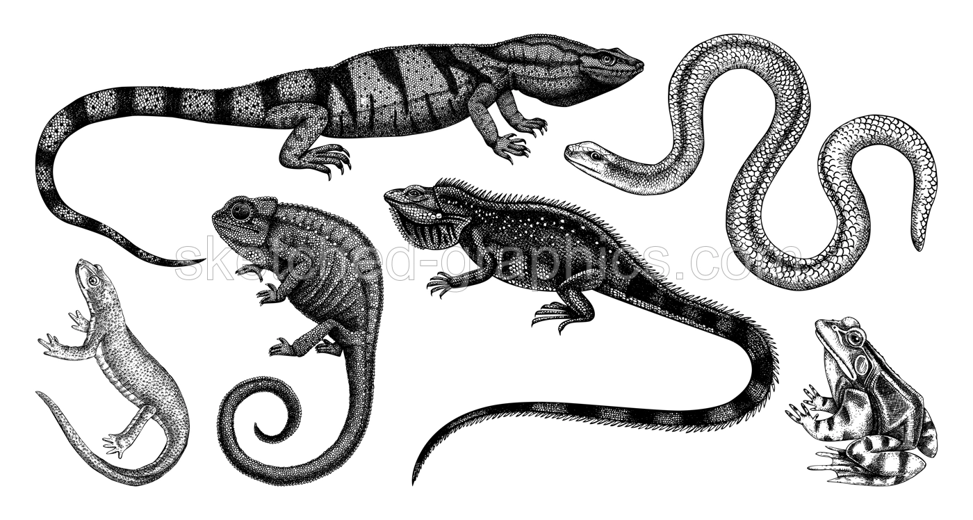 Sketched animals collection in sketch style. Vintage animal drawings isolated on white background. Hand drawn reptiles and amphibians outlines. Herpetofauna and wildlife illustrations Illustration